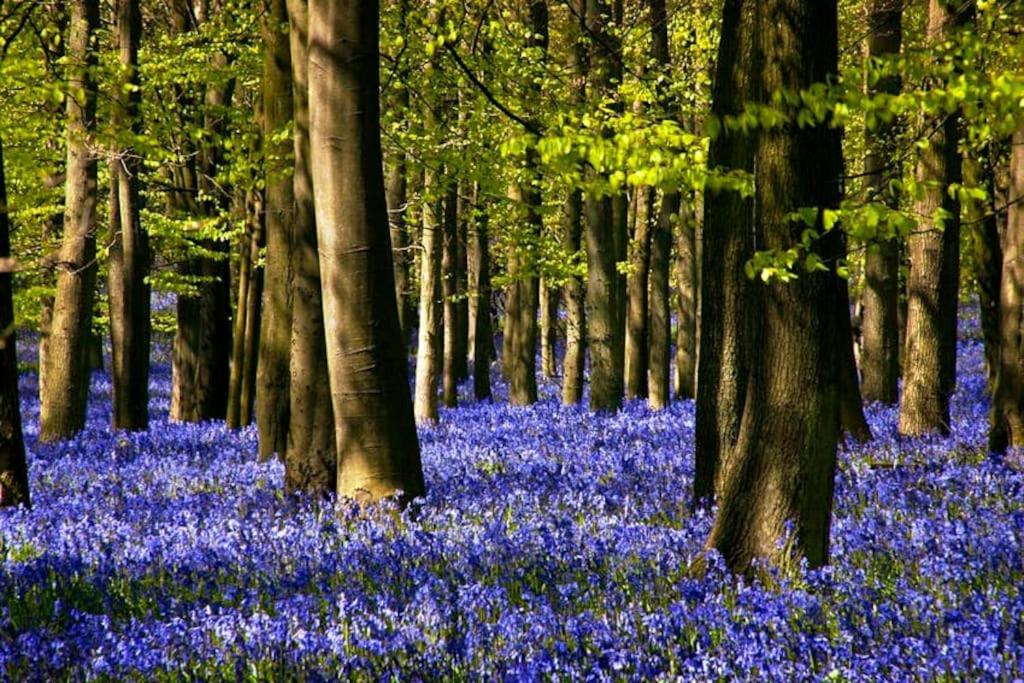 Bumblebee Cottage - Cosy Cottage In Area Of Outstanding Natural Beauty Hemel Hempstead Eksteriør bilde